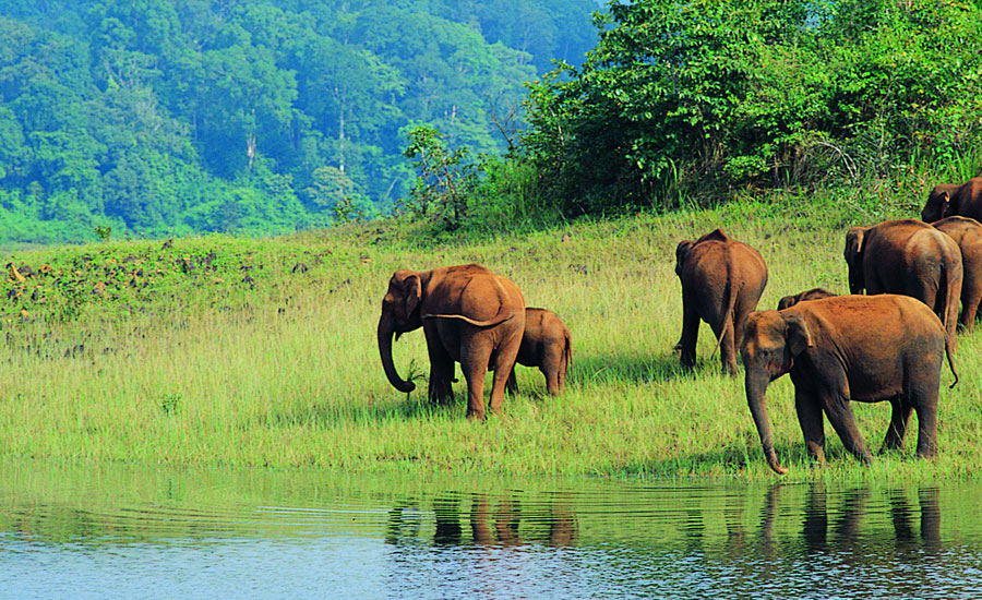 Amazing South India Tour